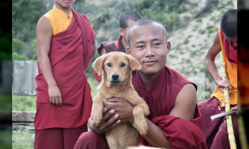 Bhutan dogs