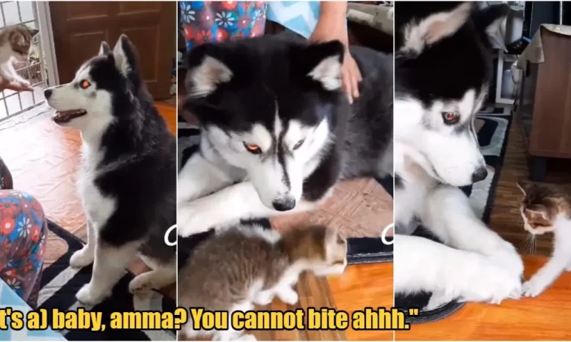 Kitten introduced to husky