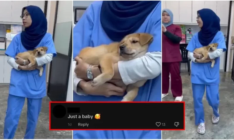 Precious Puppy Drifts into Slumber in the Arms of Caring Malay Veterinarian, Capturing Hearts Everywhere