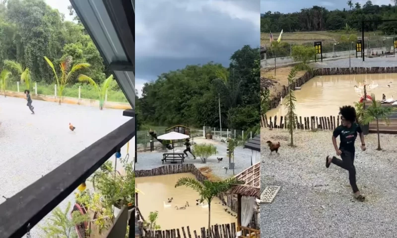 M'sian Man Playfully Pursued by Rooster at Homestay, Truly Deserving the "Sportsman of the Year"