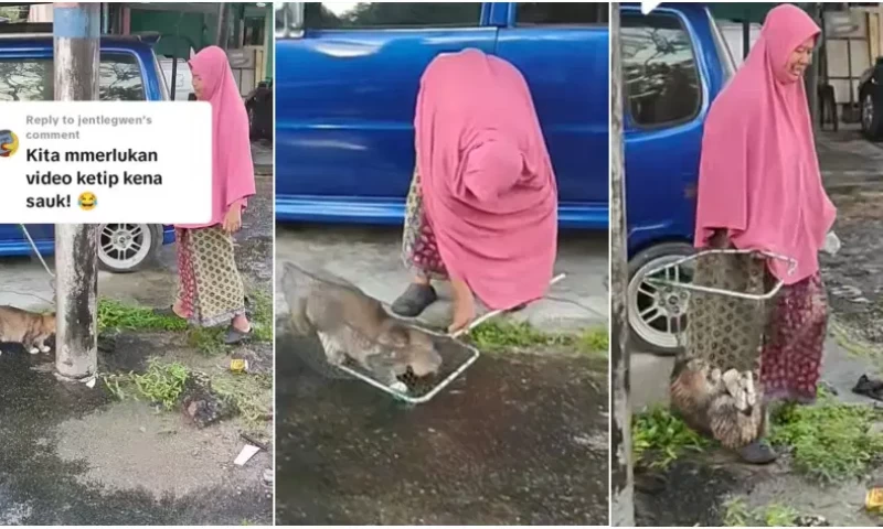 Malaysian Cat Owner Retrieves Pet Cat with a Net As It Is Unwilling to Return Home After Walks