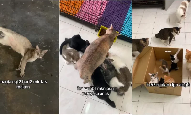 Malaysian Woman Saves Mother Cat and Her 5 Kittens in Parking Lot, Embraces Them as Her Family