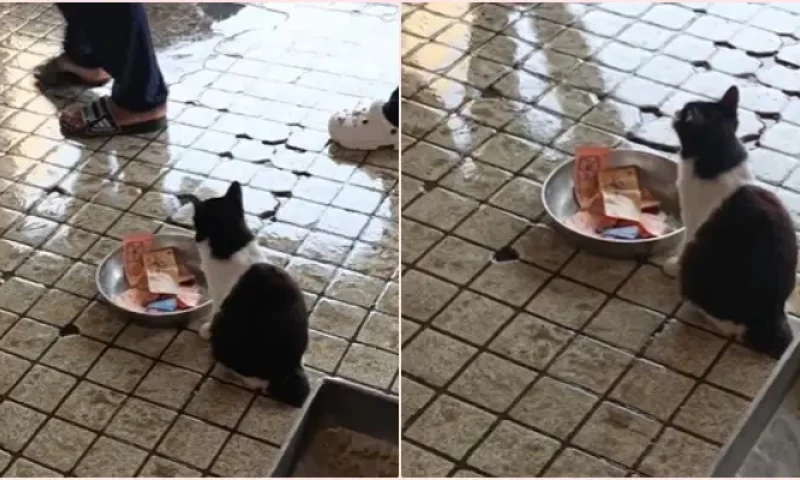 Begging Kitty at Wet Market Opts for Cash Over Food