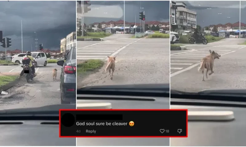 Obedient Canine in Sarawak Waits Calmly for Traffic Signal to Change Before Crossing the Street