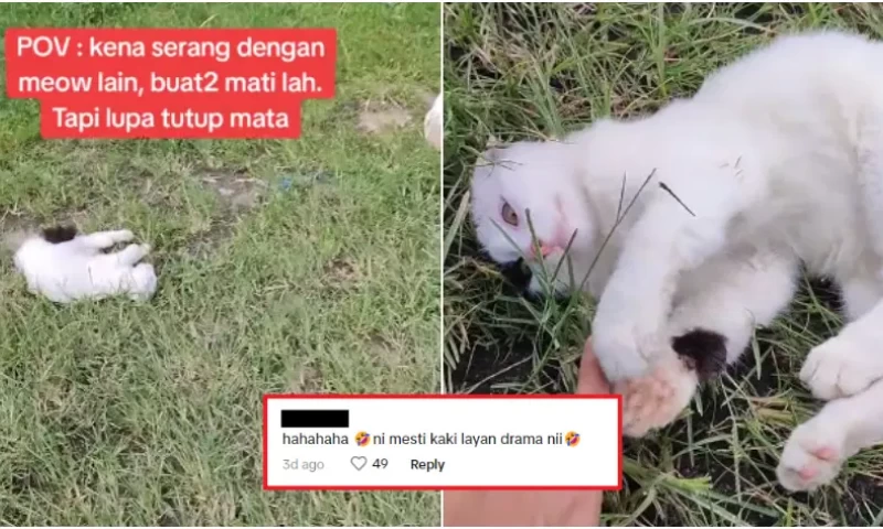 Dramatic Feline: Malaysian Discovers Adorable Cat Pretending to Be Motionless on the Grass in a Display of Self-Defense