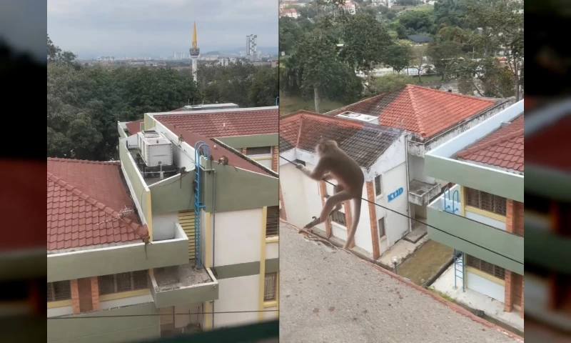 Typical Day at UKM: Playful Monkey Fearlessly Descends Electric Cable