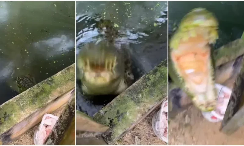 "Do you recognize me?" - Crocodile Keeper Recounts Lunchtime Chat with Croc