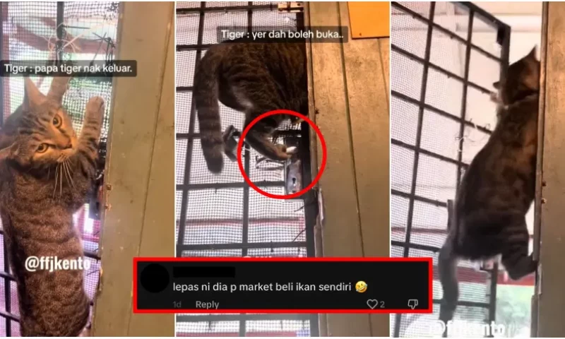 Malaysian Individual Shares Tale of His Cat's Self-Taught Door-Opening Skills, Allowing Independent Entry and Exit