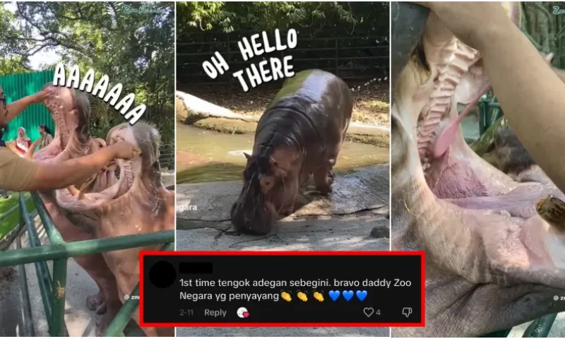 Zoo Negara Reveals Usage of Oversized Toothbrushes for Hippo Dental Hygiene, Garnering Enthusiastic Approval