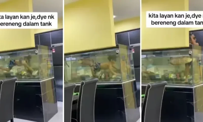 Father's Babysitting - Malaysian Child Enjoys Memorable Swim in Aquarium