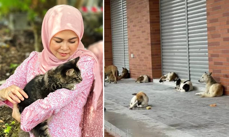 Selangor Queen Expresses Displeasure with MBSA's Initiative to Apprehend Approximately 500 Stray Dogs