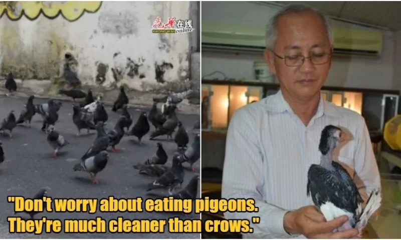 Resorting to Culinary Measures: Malaysian Professor Proposes Cooking and Consuming Pigeons to Tackle Overpopulation