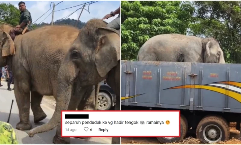 Two Trained Elephants Coax Another Wild Elephant Onto Wildlife Department Truck for Relocation