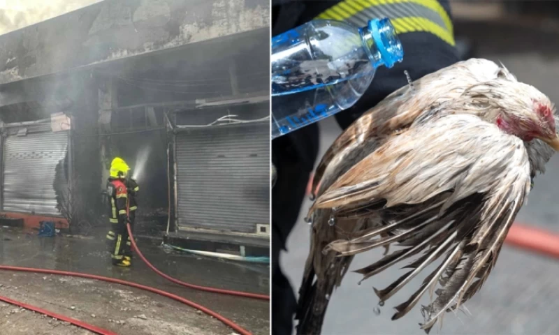 Thousands of Pets Perish in Chatuchak Shop Fire