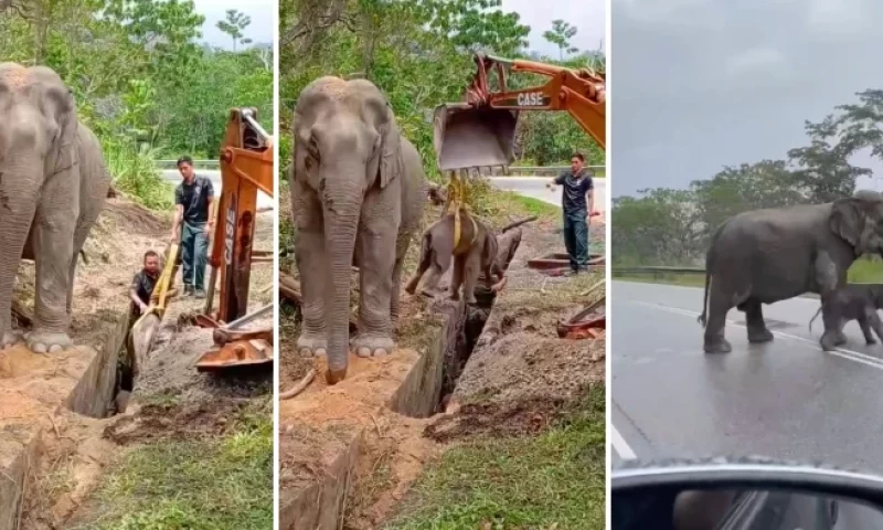 Elephant Mother Patiently Awaits Perhilitan's Rescue of Her Calf Stuck in a Drain in Kelantan