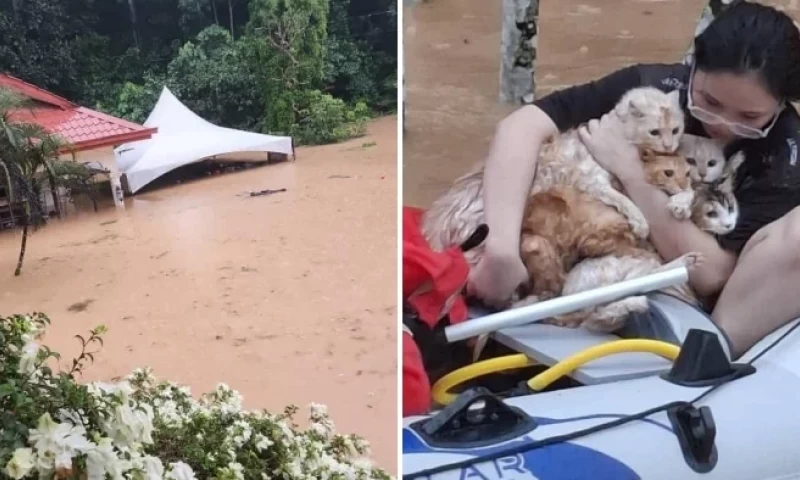 Malaysian Heroically Rescues Stranded Cats During Penampang’s Worst Flood