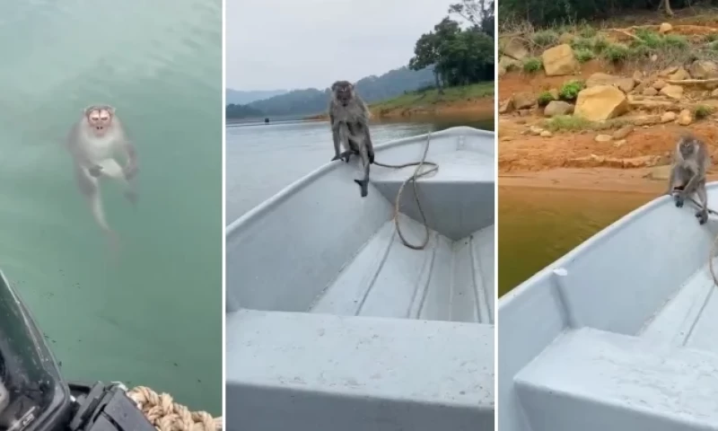 Malaysian Rescues Monkey in Tasik Kenyir While Hilariously ‘Scolding’ It in Terengganu Dialect