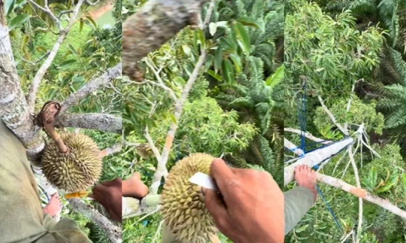 WATCH: Thai Man Demonstrates Durian Harvesting in Thailand