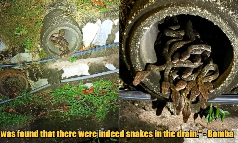 More than a Dozen Pythons Discovered in Drain Near Mamak in Shah Alam