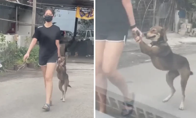 Malaysian Woman Gently Walks Dog Home by the Paw After It Sneaks Out