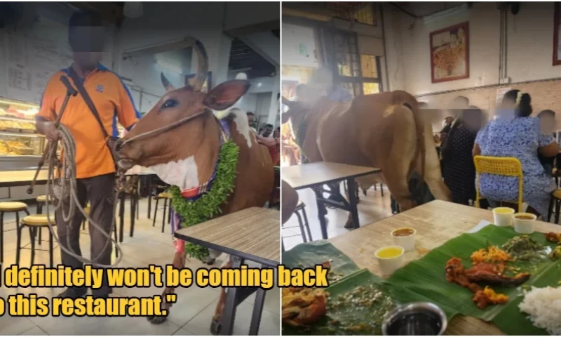 Man Brings Two Live Cows into KL Restaurant, One Defecates in Front of Diners