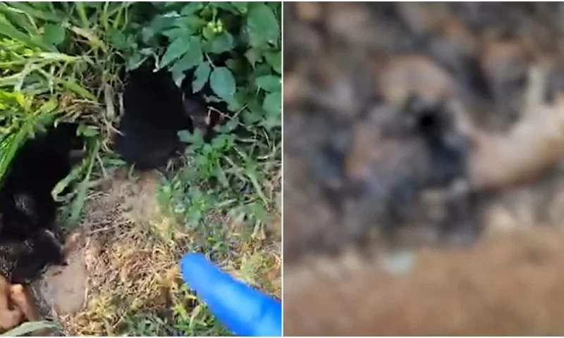 Outrage in Malaysia as Calls for Action Intensify After Discovery of Pit Filled with Dead Stray Dogs and Puppies in Perak